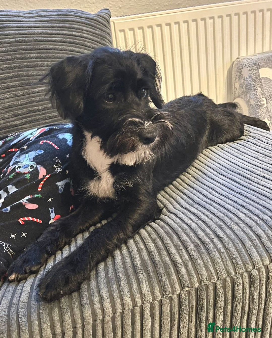 Mixed Breed dogs for sale: Female Jackapoo  - Advert 4