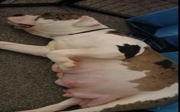 Alapaha Blue Blood Bulldog dogs for sale: IABBR. Health tested. Top lines.  - Advert 2