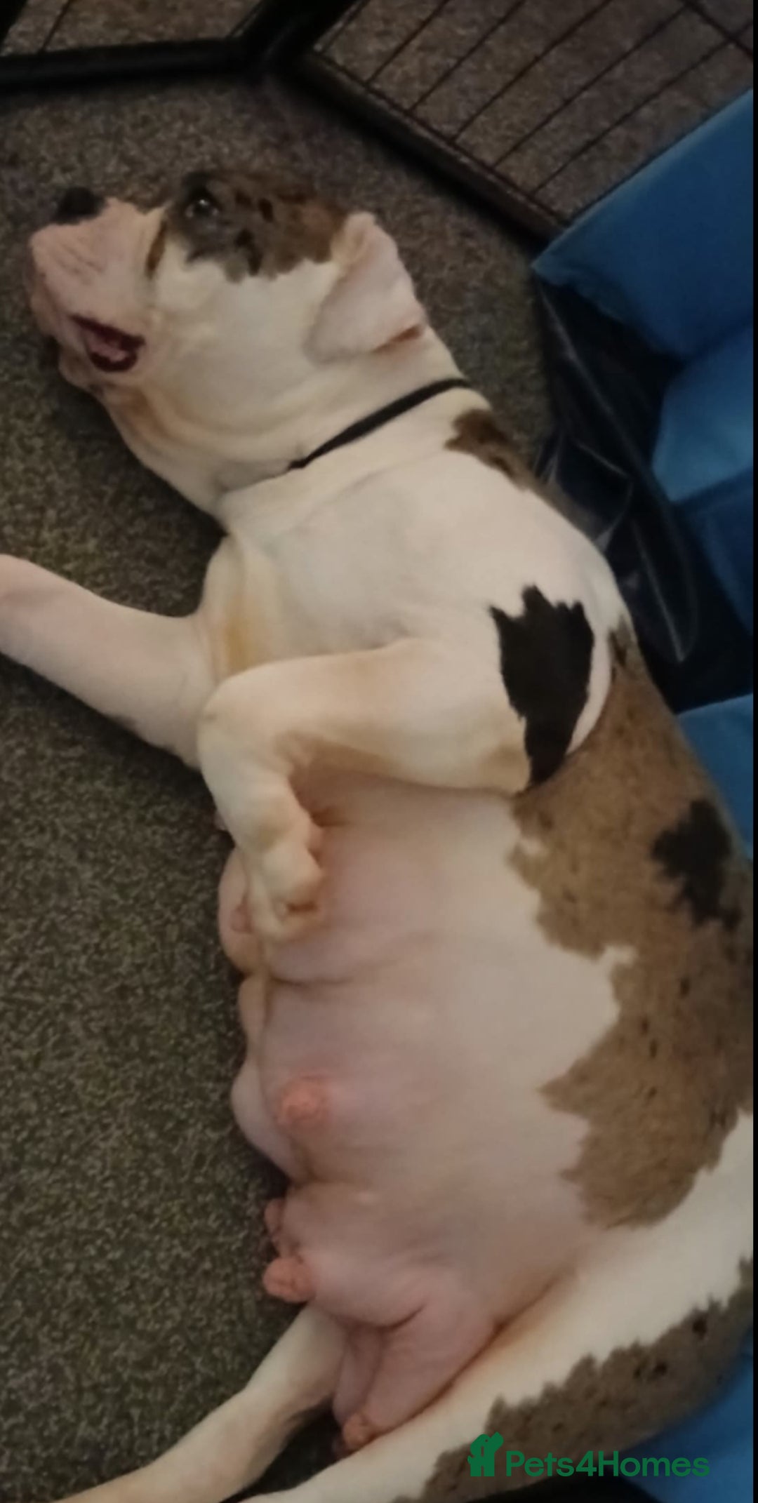 Alapaha Blue Blood Bulldog dogs for sale: IABBR. Health tested. Top lines.  - Advert 2