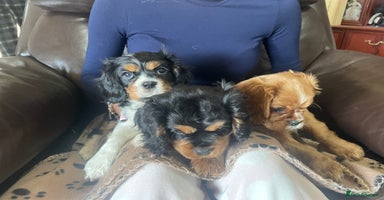 Cavalier King Charles Spaniel dogs - Advert 6