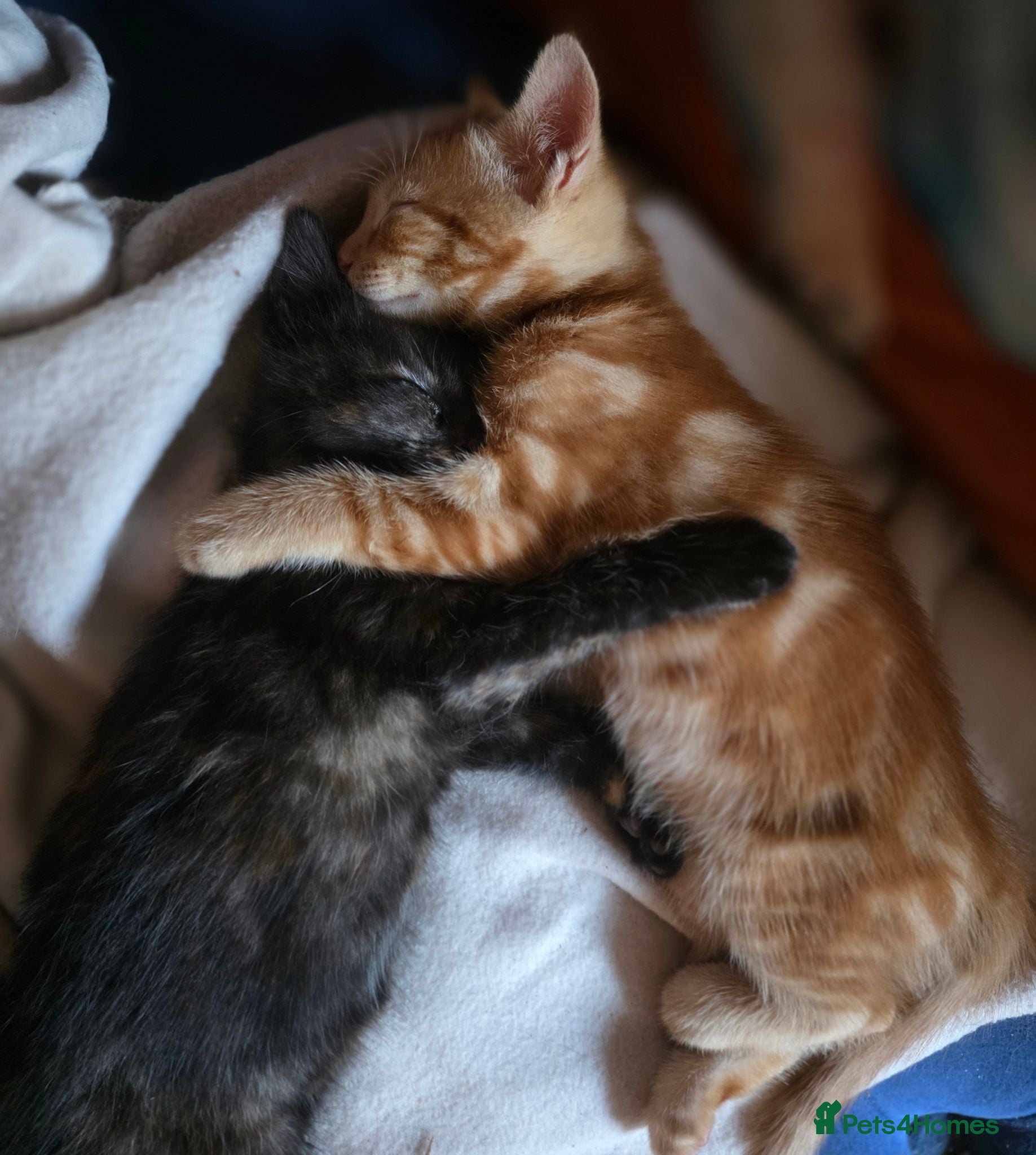 Mixed Breed cats Beautiful kittens Bengal-X Ready to be rehomed - Advert 1