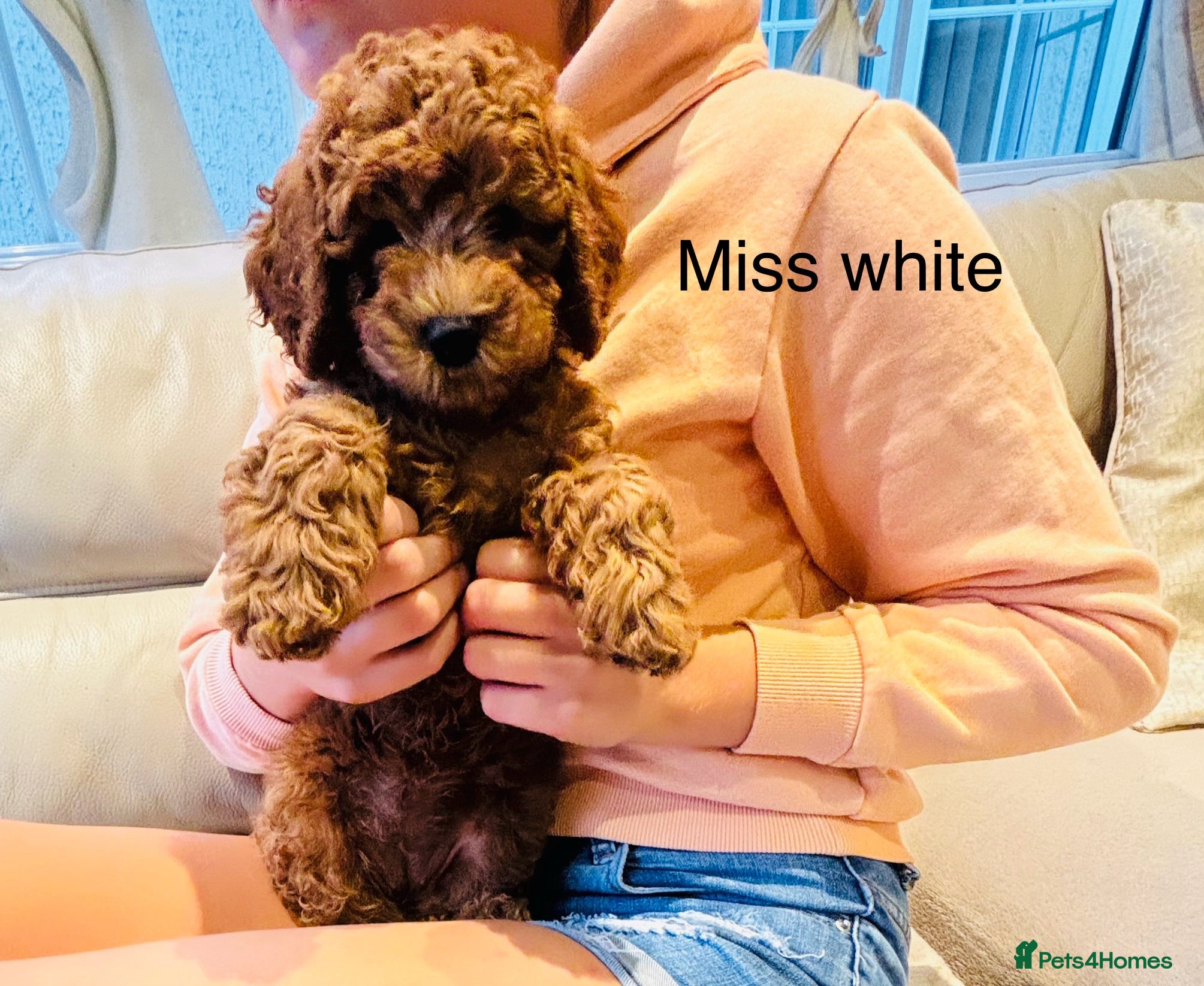 Cockapoo dogs READY THURSDAY, STUNNING EXTENSIVELY HEALTH TESTED - Advert 2
