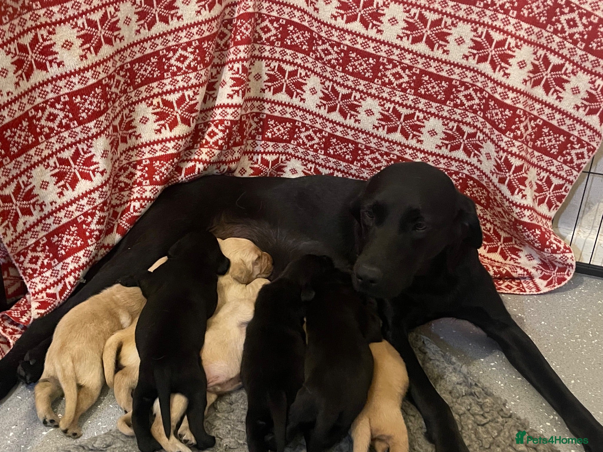 Labrador Retriever dogs Beautiful KC Labrador mixed litter puppies  - Advert 1
