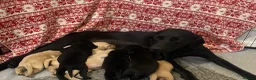 Labrador Retriever dogs for sale: Beautiful KC Labrador mixed litter puppies  - Advert 1