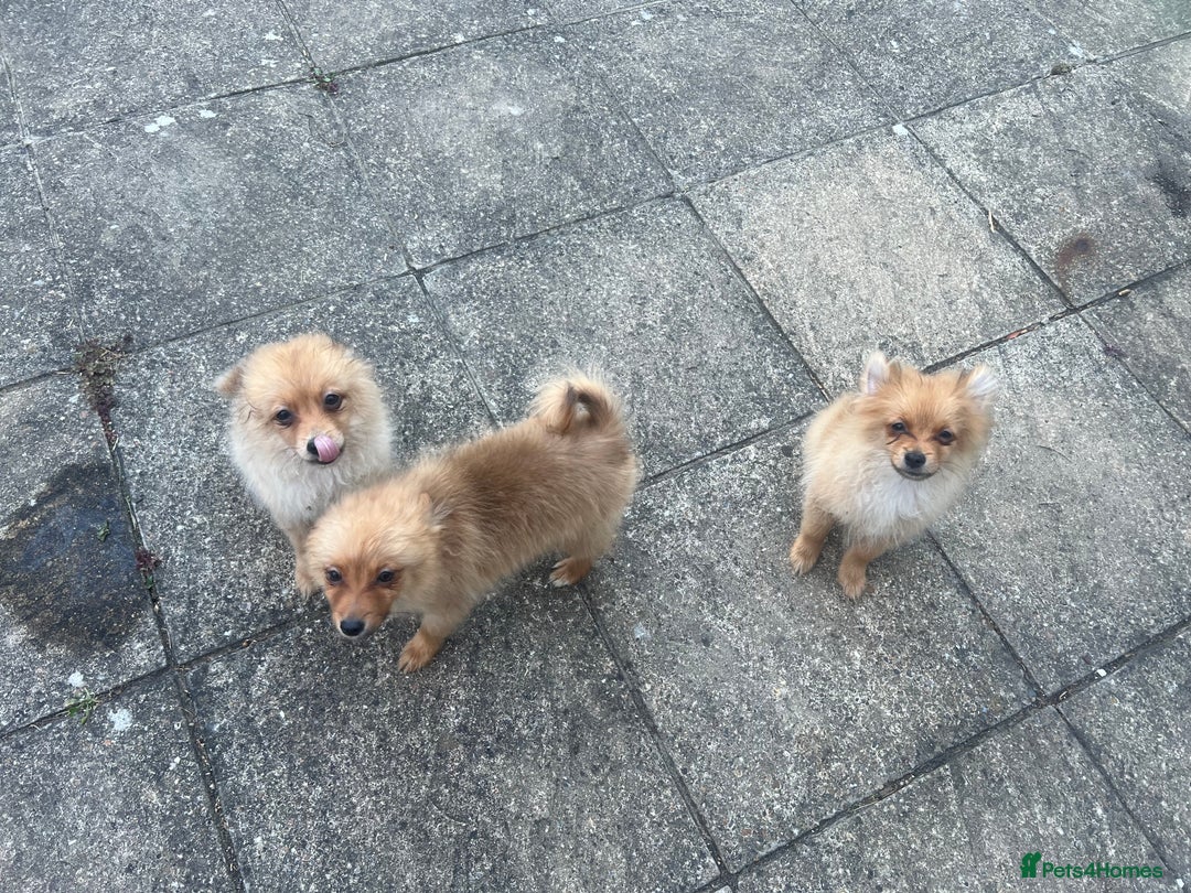 German Spitz dogs for sale: 4x Beautiful German Spitz Pomeranian Puppies  - Image 32