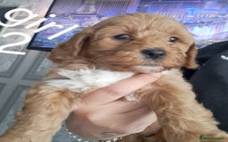 Cockapoo dogs for sale: Beautiful toy cockapoos - Image 3