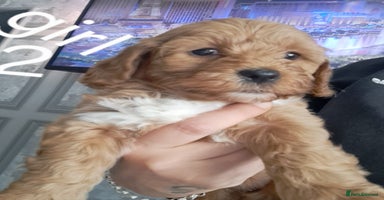 Cockapoo dogs - Advert 14
