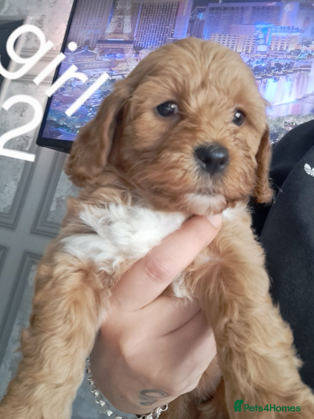 Cockapoo dogs for sale: Beautiful toy cockapoos - Image 3