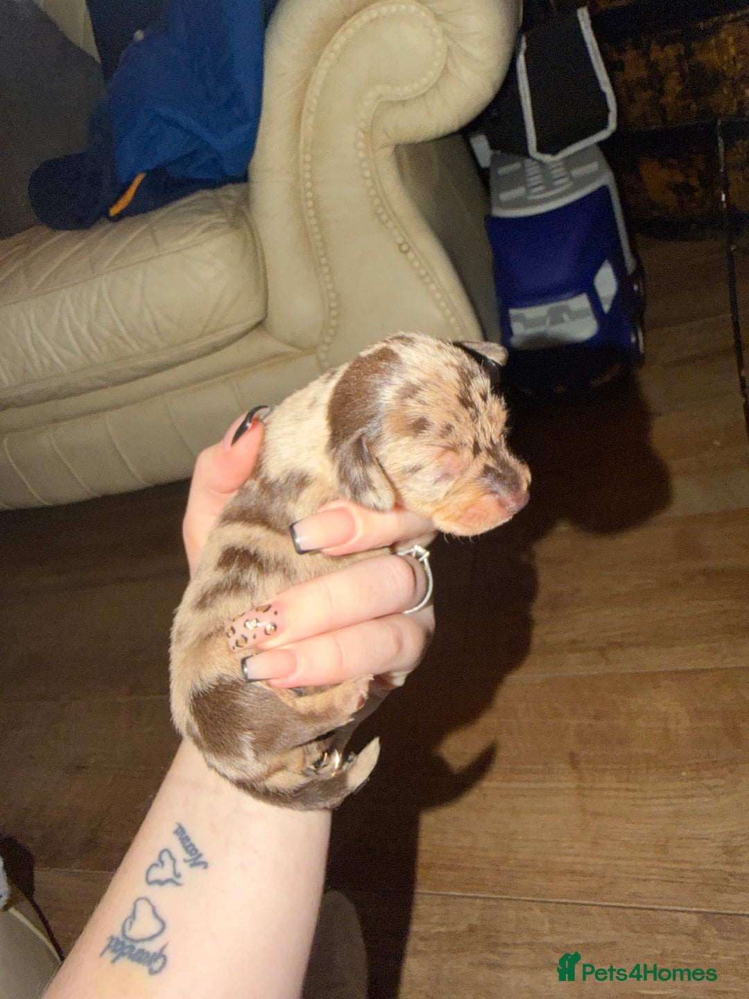 Chiweenie dogs for sale: Chiweenies  - Advert 5