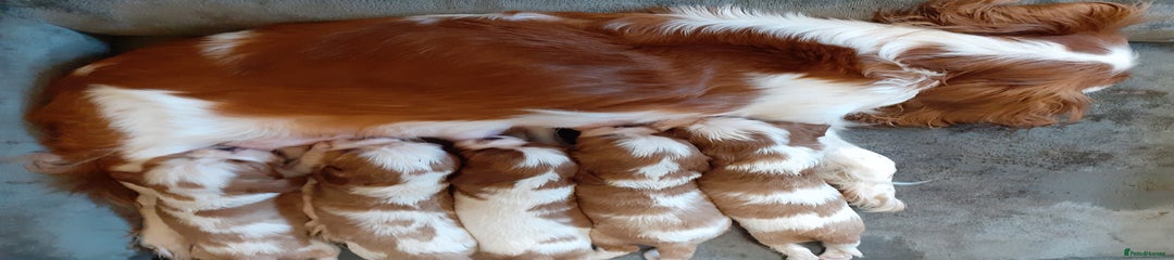 Cavalier King Charles Spaniel Puppy 5