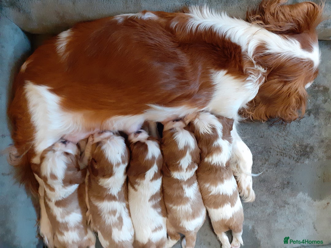 Cavalier King Charles Spaniel dogs for sale: Cavalier King Charles Spaniel Pupps for Sale - Image 2