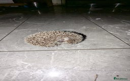 Pygmy Hedgehog rodents for sale: Last stunning female african pygmy hedgehog - Advert 5