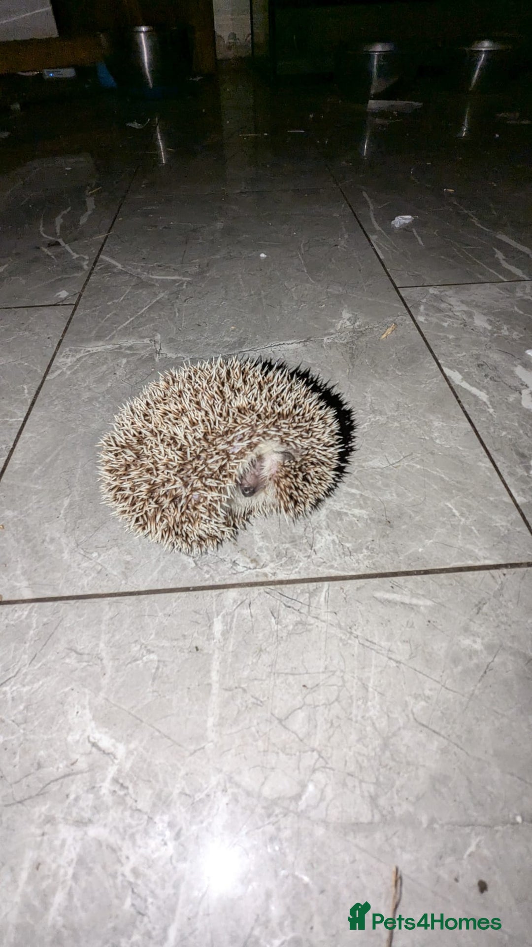 Pygmy Hedgehog rodents for sale: Last stunning female african pygmy hedgehog - Advert 5