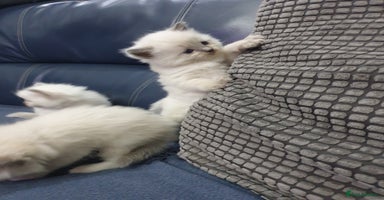 Ragdoll cats - Advert 3