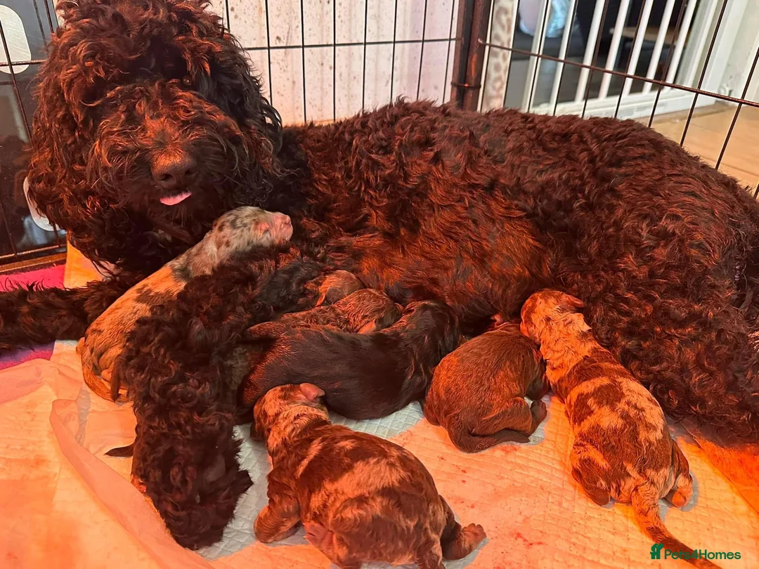 Standard Poodle dogs for stud: Freddie - Professional Stud Service in Eastleigh - Advert 13