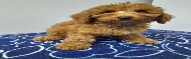 Miniature Poodle 3 blue collar