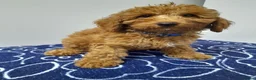 Miniature Poodle dogs for sale: Beautiful miniature poodle puppies ready now - Advert 25