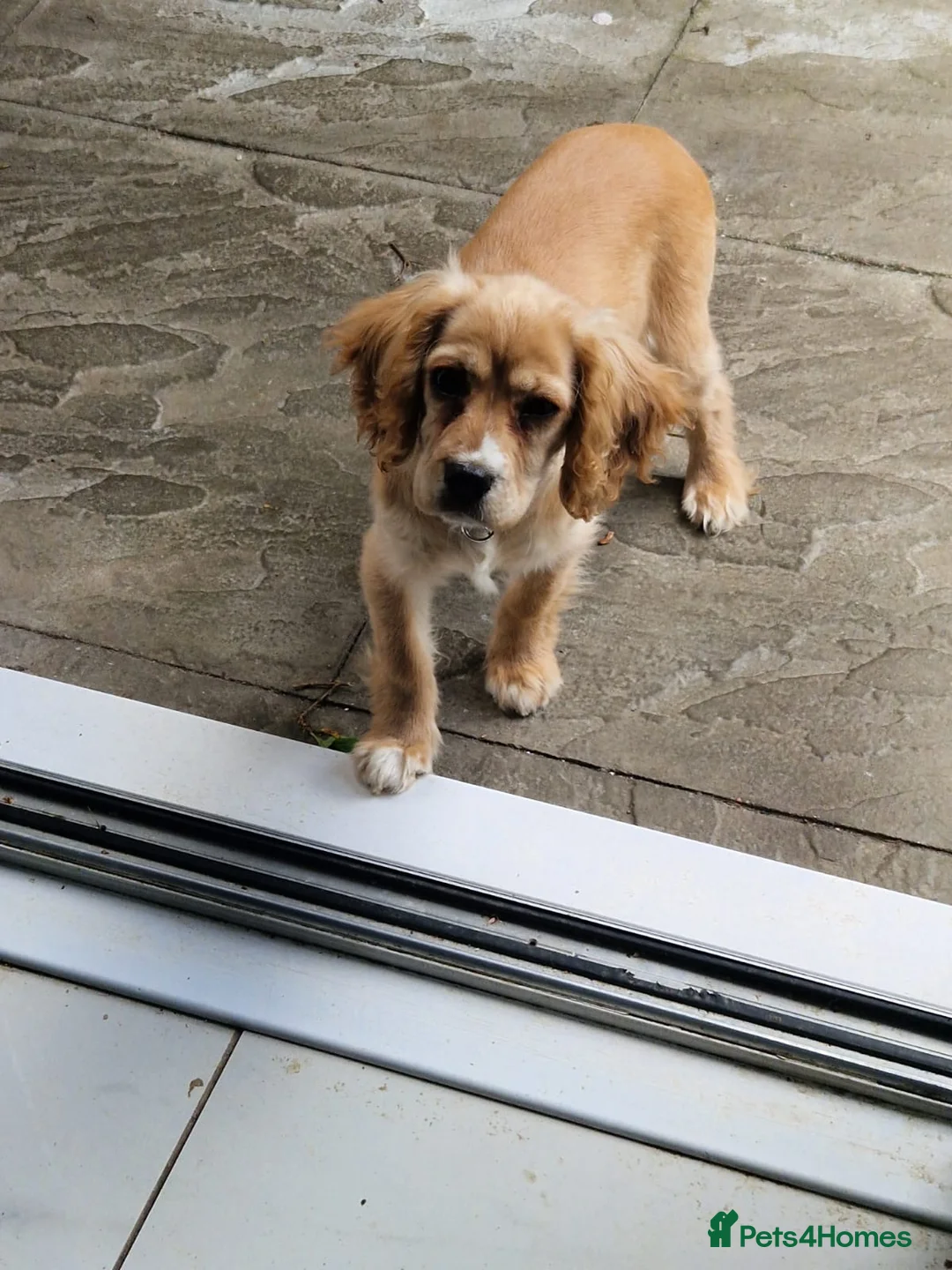 Cockalier dogs for sale: Affectionate Cockerlier  - Advert 2