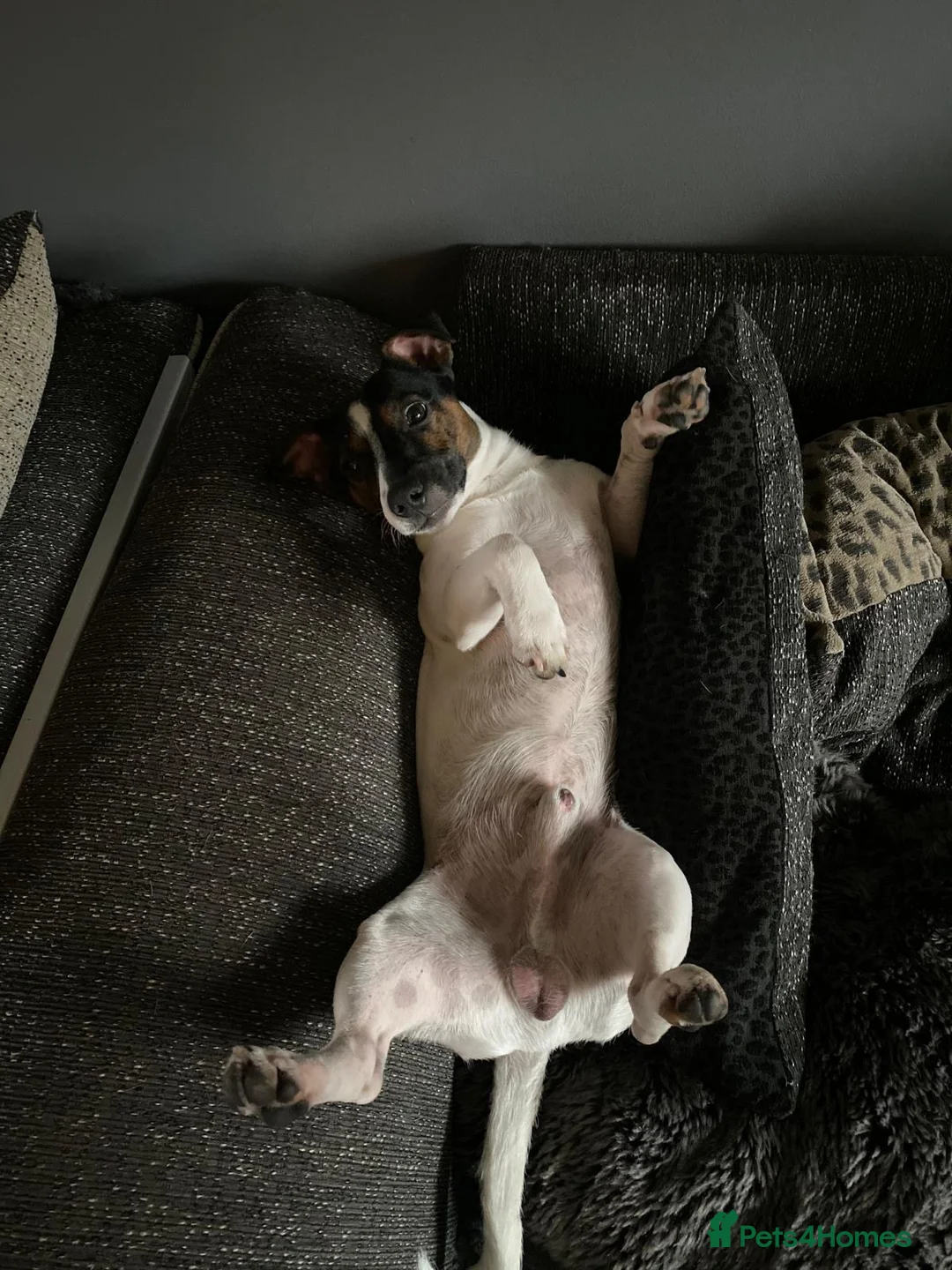 Jack Russell dogs for stud: Handsome Jack russle 6yrs old - Advert 3
