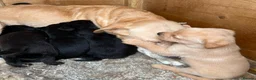 Labrador Retriever dogs for sale: Labrador puppies deposit secures in Castleford - Advert 7