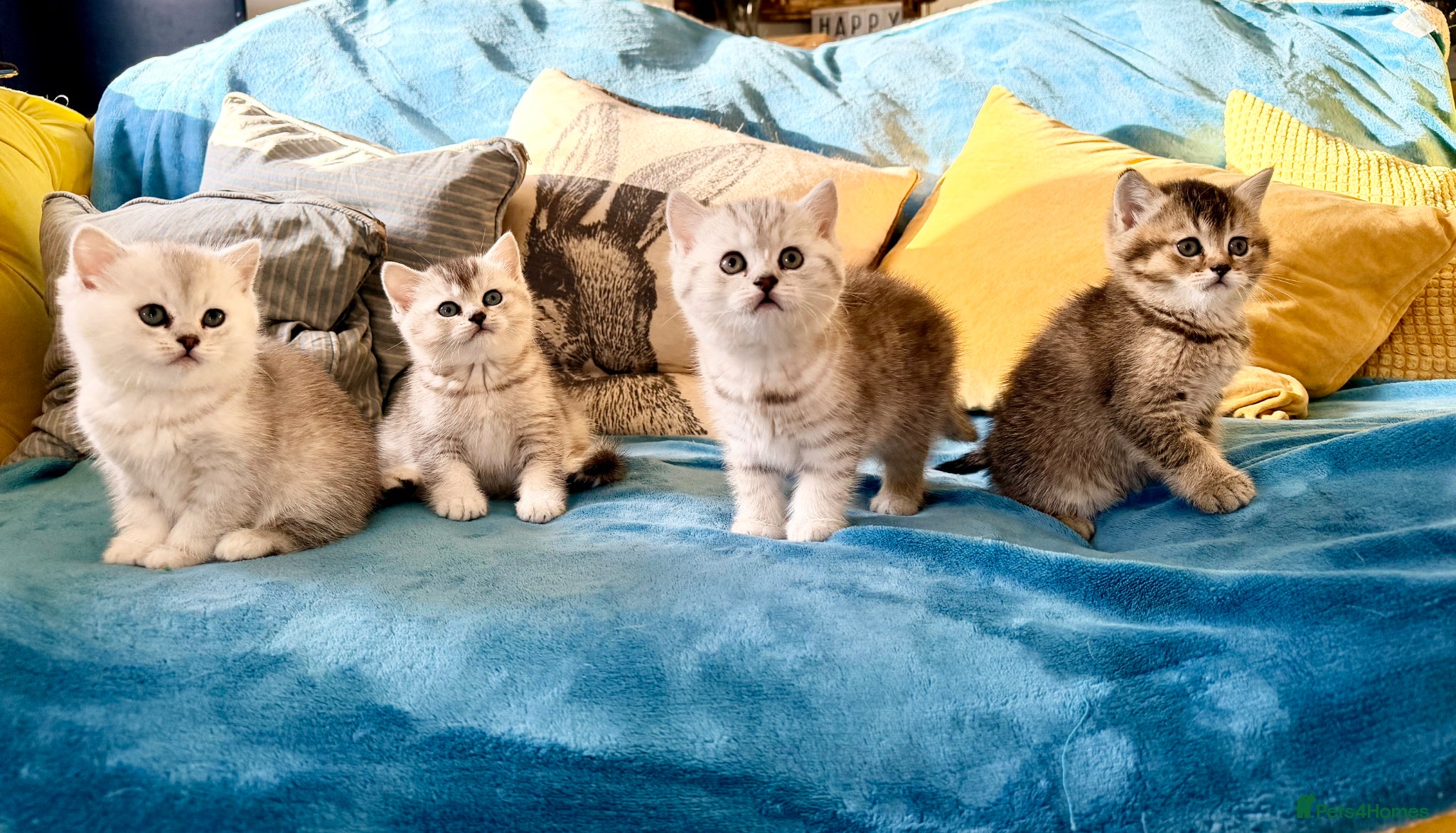 British Shorthair cats British Shorthair Kittens - Advert 1