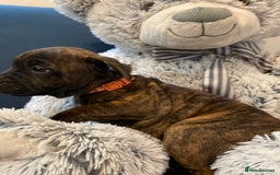 Staffordshire Bull Terrier dogs for sale: 🏅🏆 CHAMPION PLAY BOY STAFFY PUP LAST BOY!! - Image 9
