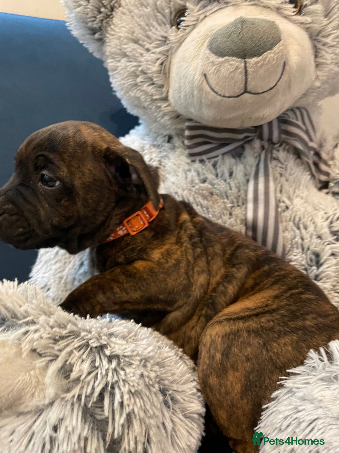 Staffordshire Bull Terrier dogs for sale: 🏅🏆 CHAMPION PLAY BOY STAFFY PUP LAST BOY!! - Image 9