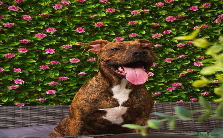 Mixed Breed dogs - Advert 6