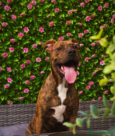 Mixed Breed dogs - Advert 2