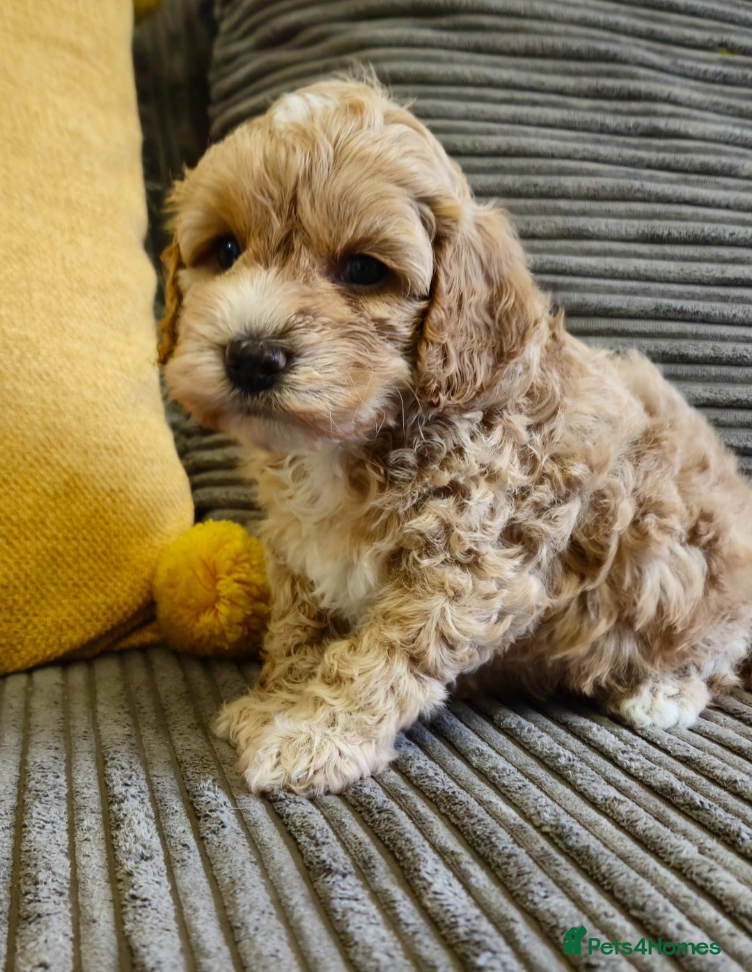 Cockapoo dogs F1b toy American  cockerpoos puppies  - Advert 16