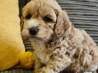 Cockapoo dogs F1b toy American cockerpoos puppies - Advert 16