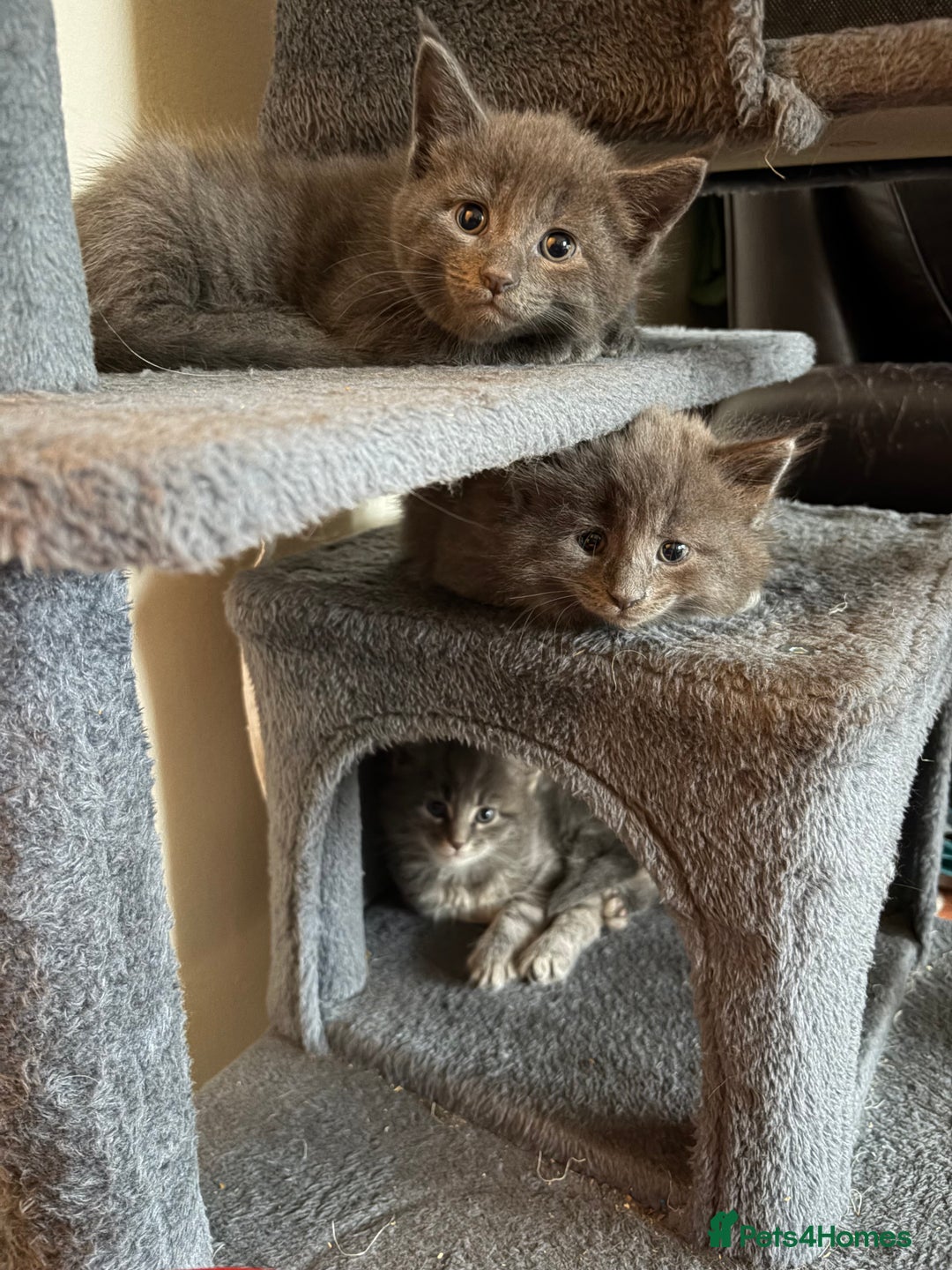 Maine Coon cats for sale: MAINE COON X’S, READY 29TH DECEMBER  - Advert 1