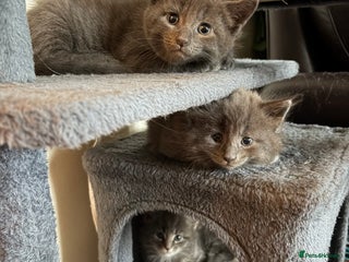 Maine Coon cats MAINE COON X’S, READY 29TH DECEMBER - Advert 11