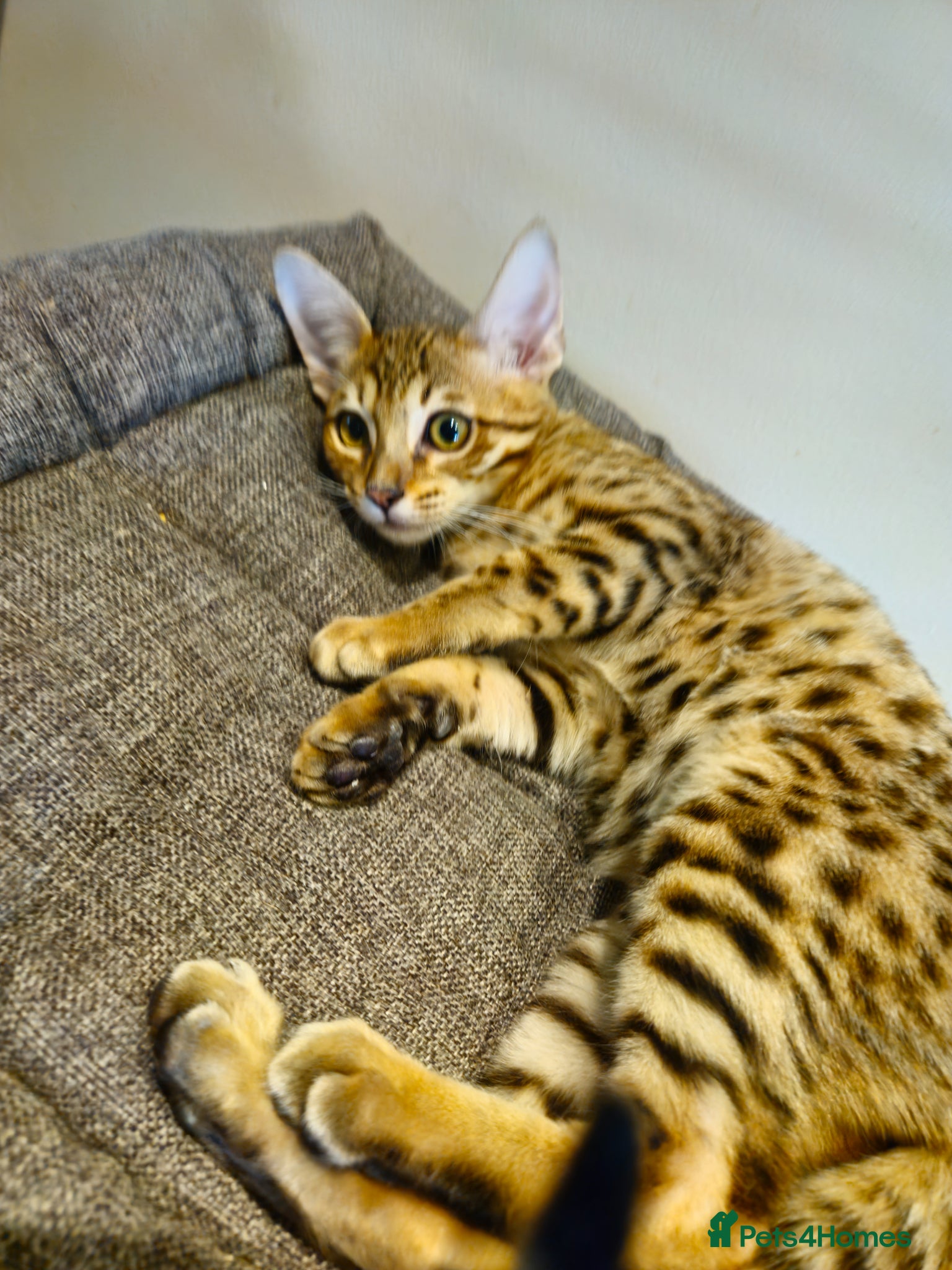 Savannah cats 3 beautilful F5 Savannah kittens - Advert 1