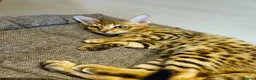 Savannah cats for sale: 3 beautilful F5 Savannah kittens - Advert 6