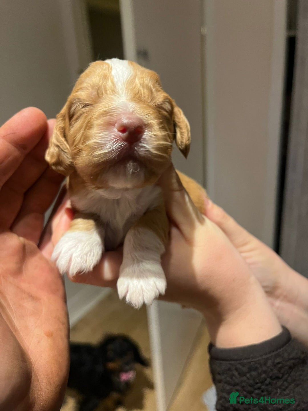 Cocker Spaniel dogs for sale: Cocker spaniel puppies - Image 6