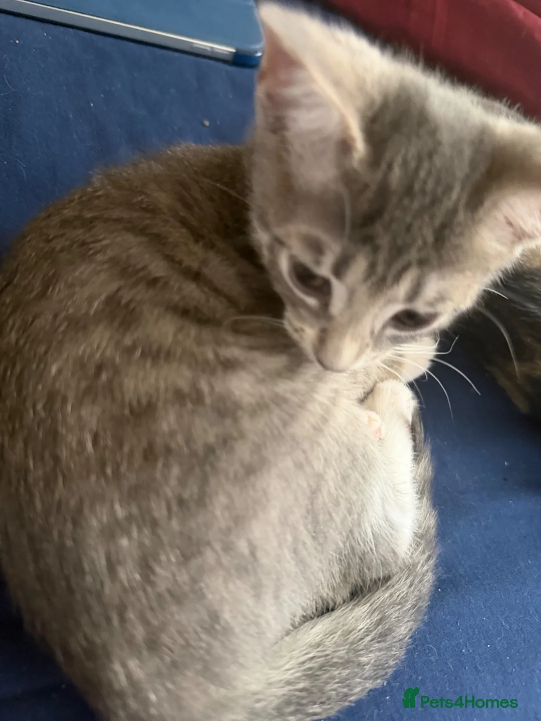 Bengal cats for sale: Stunning litter of Bengal cross kittens  - Advert 3