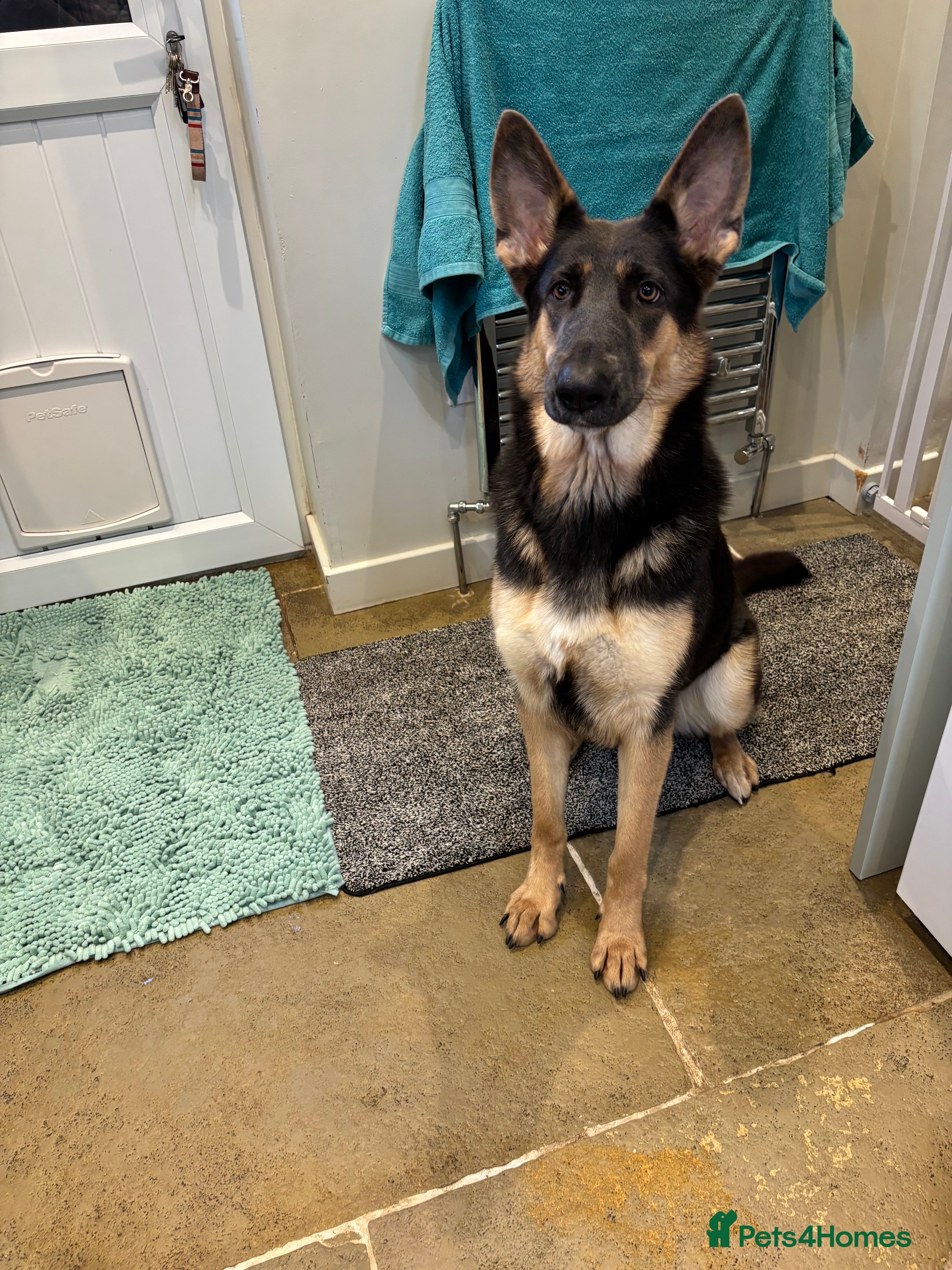 German Shepherd dogs Kc reg blue &amp; tan health tested german shepherd  - Advert 18