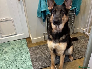 German Shepherd dogs Kc reg blue & tan health tested german shepherd - Advert 1