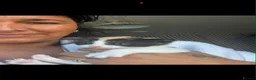 Mixed Breed cats for sale: Kittens - Advert 2