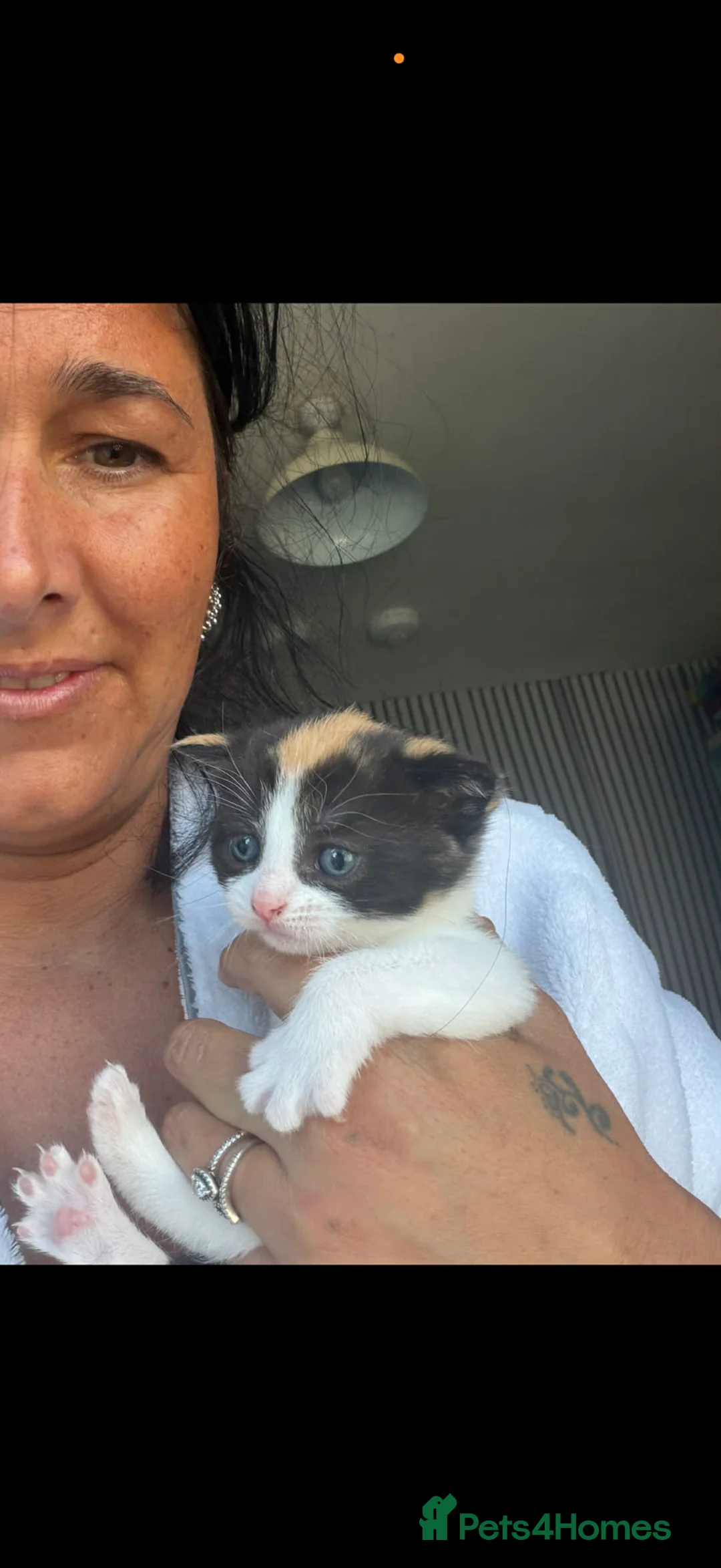 Mixed Breed cats for sale: Kittens - Advert 2
