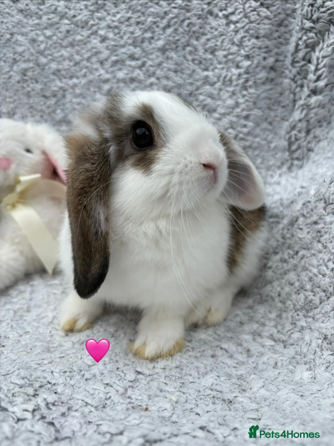 Mixed Breed rabbits for sale: Available now! - Advert 2