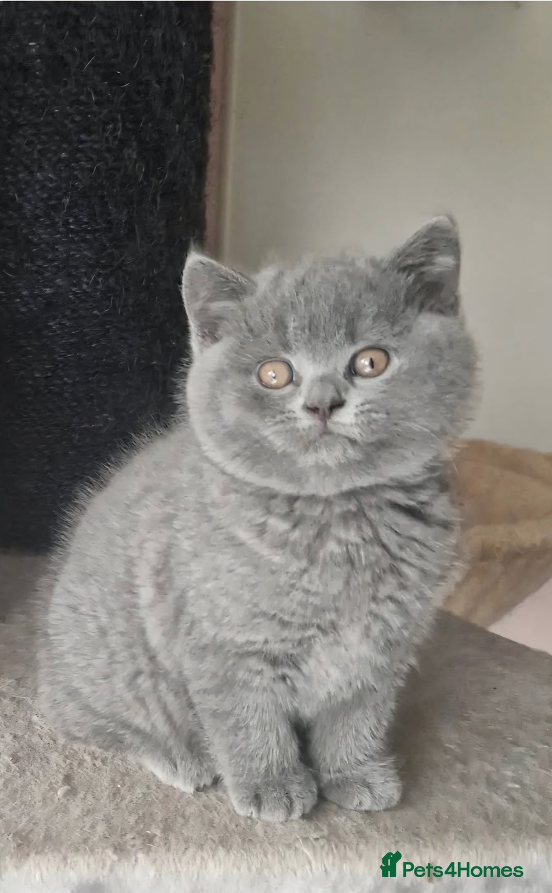 British Shorthair cats for sale: Gccf registered blue British shorthair boy left  - Advert 2