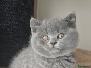 British Shorthair cats Gccf registered blue British shorthair boy left - Advert 4