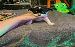 Chihuahua dogs for sale: Chihuahua puppies for sale  - Advert 2