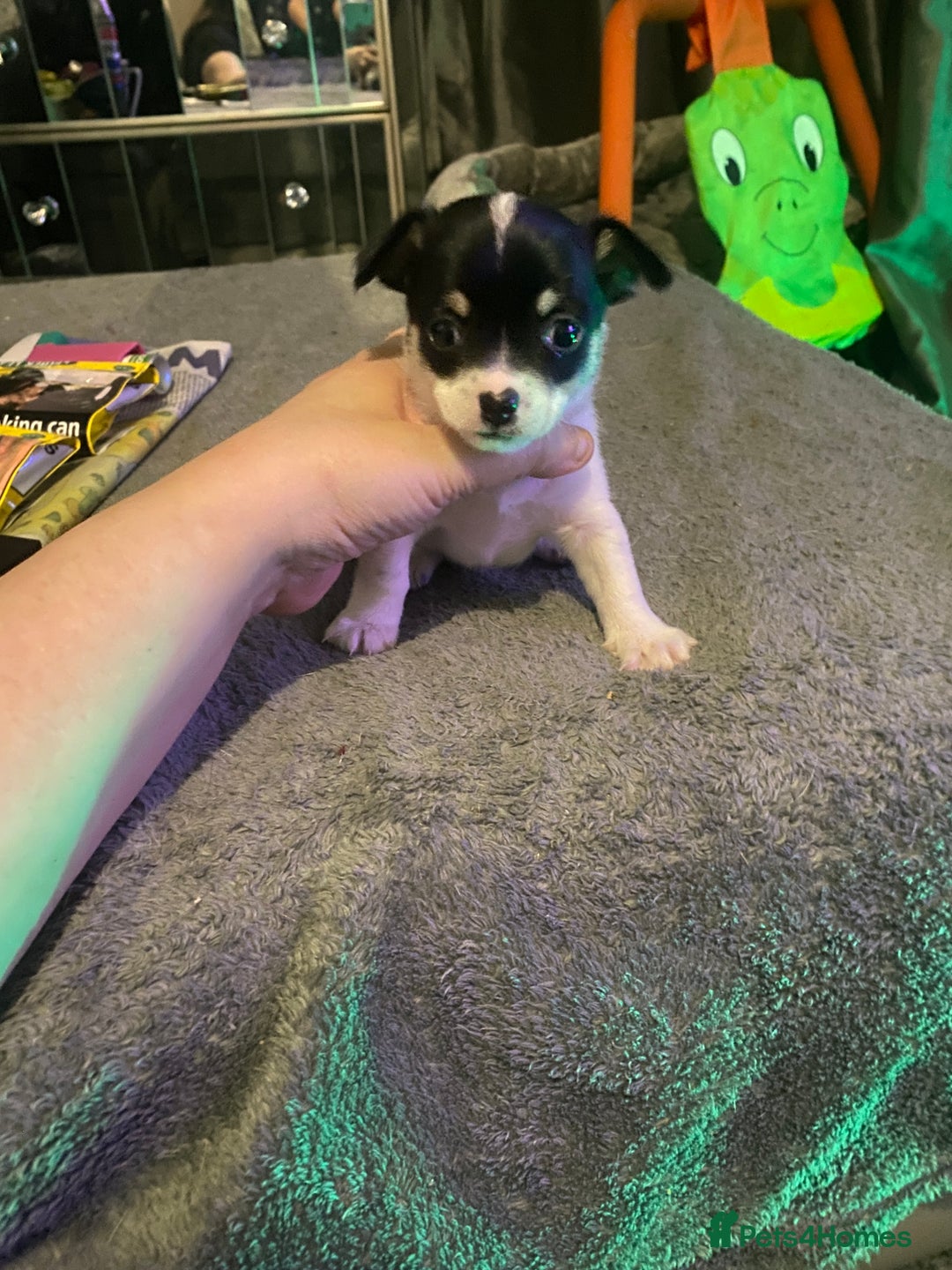 Chihuahua dogs for sale: Chihuahua puppies for sale  - Advert 2