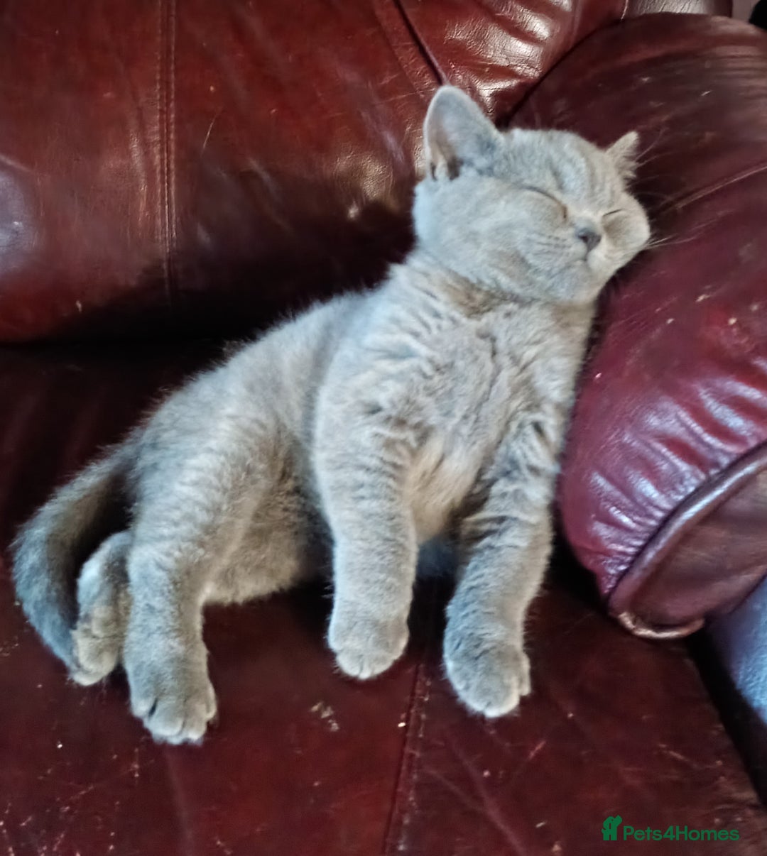 British Shorthair cats for sale: British Shorthair kittens - Image 1