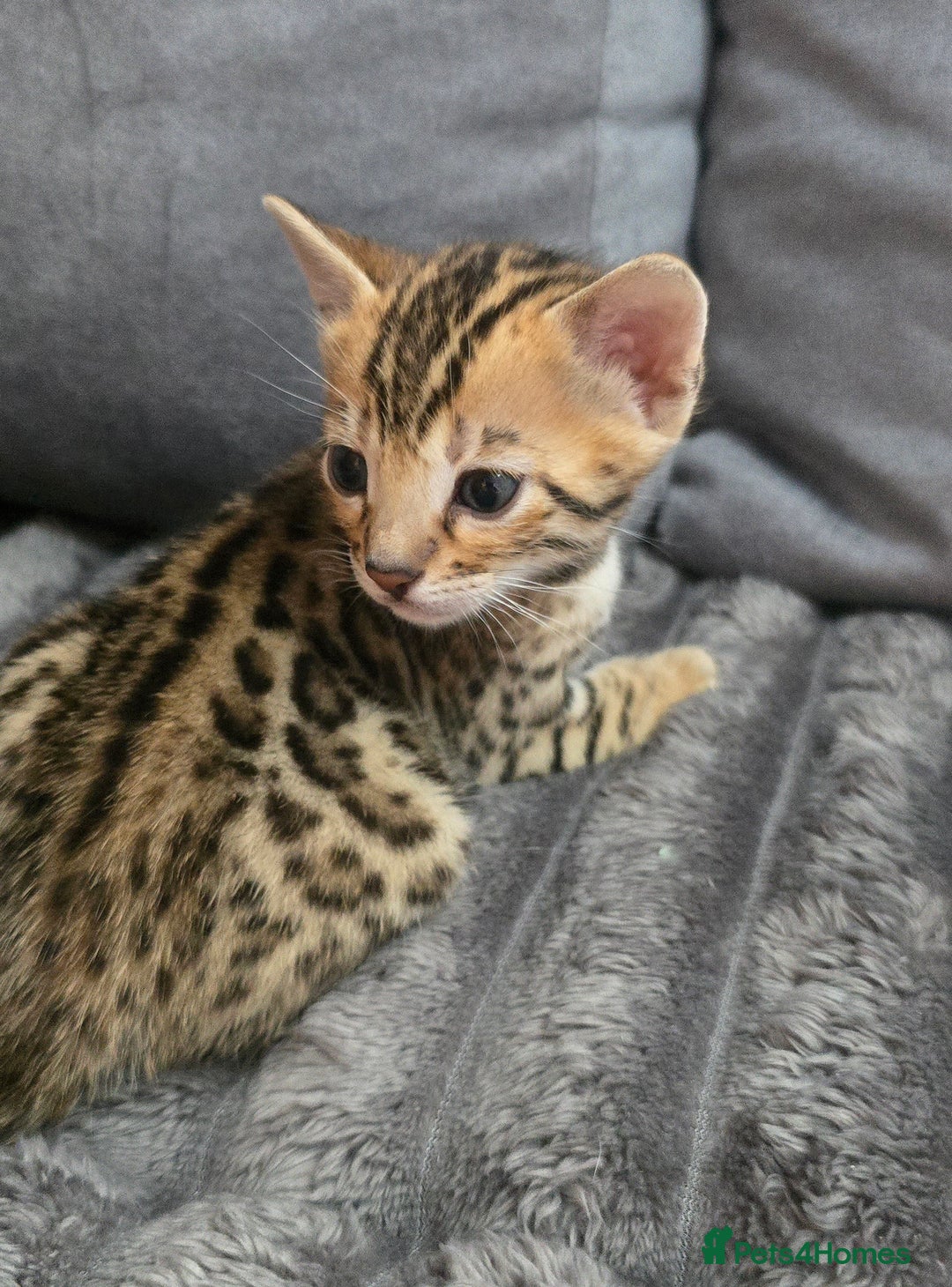 Bengal cats for sale: TICA Champion 2 boys available for reservation! - Advert 15