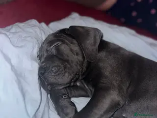 Cane Corso dogs Balestra Magica Corso IKC/FCI ‼️LAST FEMALE‼️ - Advert 2