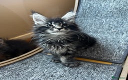 Maine Coon cats for sale: maine coon  - Advert 4